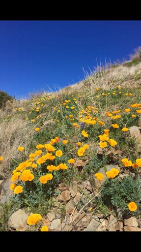 Mexican Gold Poppy