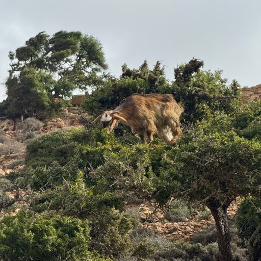 Thankfully the rain went off and I finally got on the road. The plan was to make it to Iftane which was 56 miles but no accommodation there so camping on the beach which I was happy to do.
Unfortunately  the rain came back on with a vengeance and I got to Imsouane which is a cool wee surfing village  on the West coast.
As all my kit was still wet from yesterday and  potential for trench foot looming I decided that I’d stop here and get a Riad and dry my stuff.
(More tree climbing Goats).