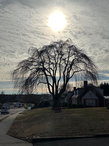 Weeping Willows are dope even without leaves. 