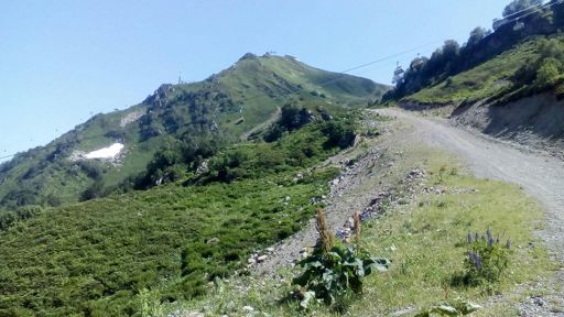 Роза пик на вершине