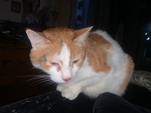 Miskine le pauvre il est vieux.