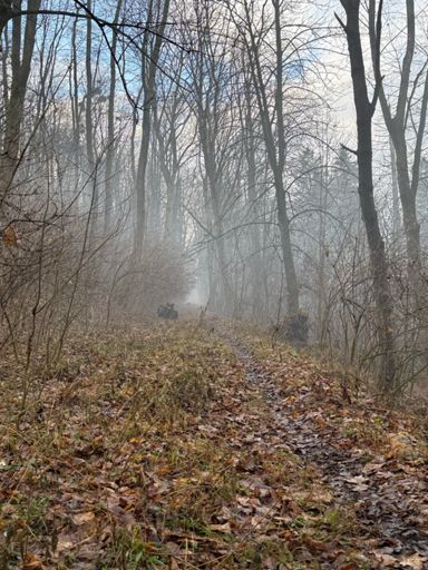 Czy też widzicie niedźwiedzia?🐻 
