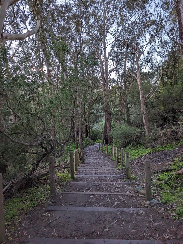 Butterlap (Presidio & Golden Gate Park) photo 108