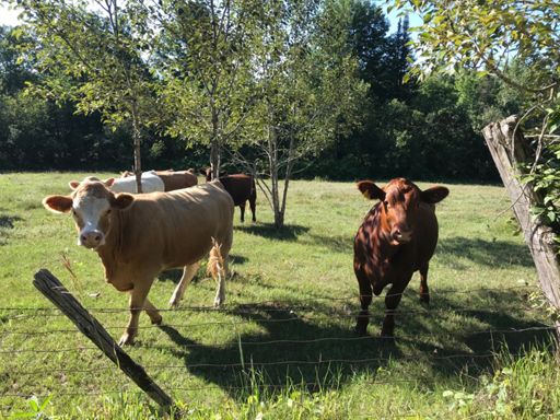 Started with taking a picture of one cow...