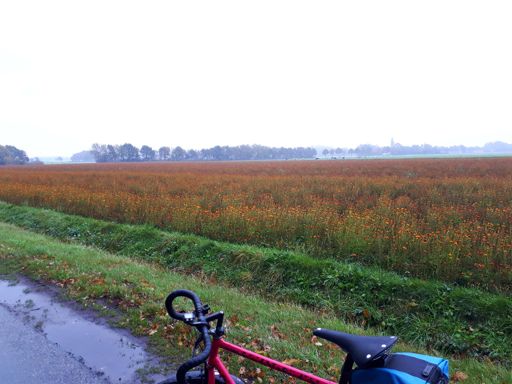 Een van de talrijke akkers met wilde Afrikaantjes in de omgeving. Geeft nog een beetje kleur (en geur!) in deze wat sombere maanden