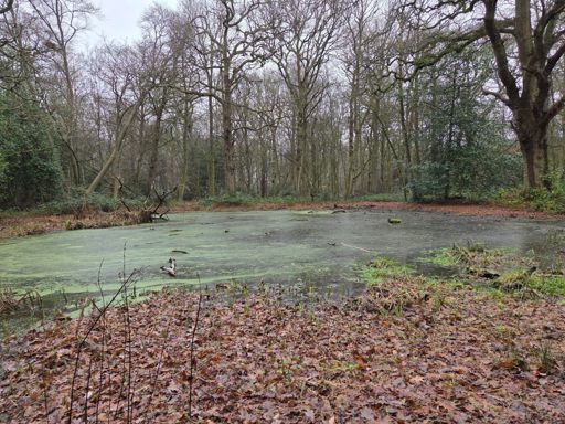 There's an X-Wing somewhere in that swamp...