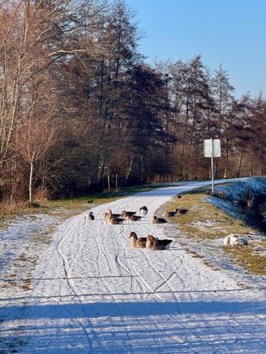 Barrage routier 🪿🪿🦆
