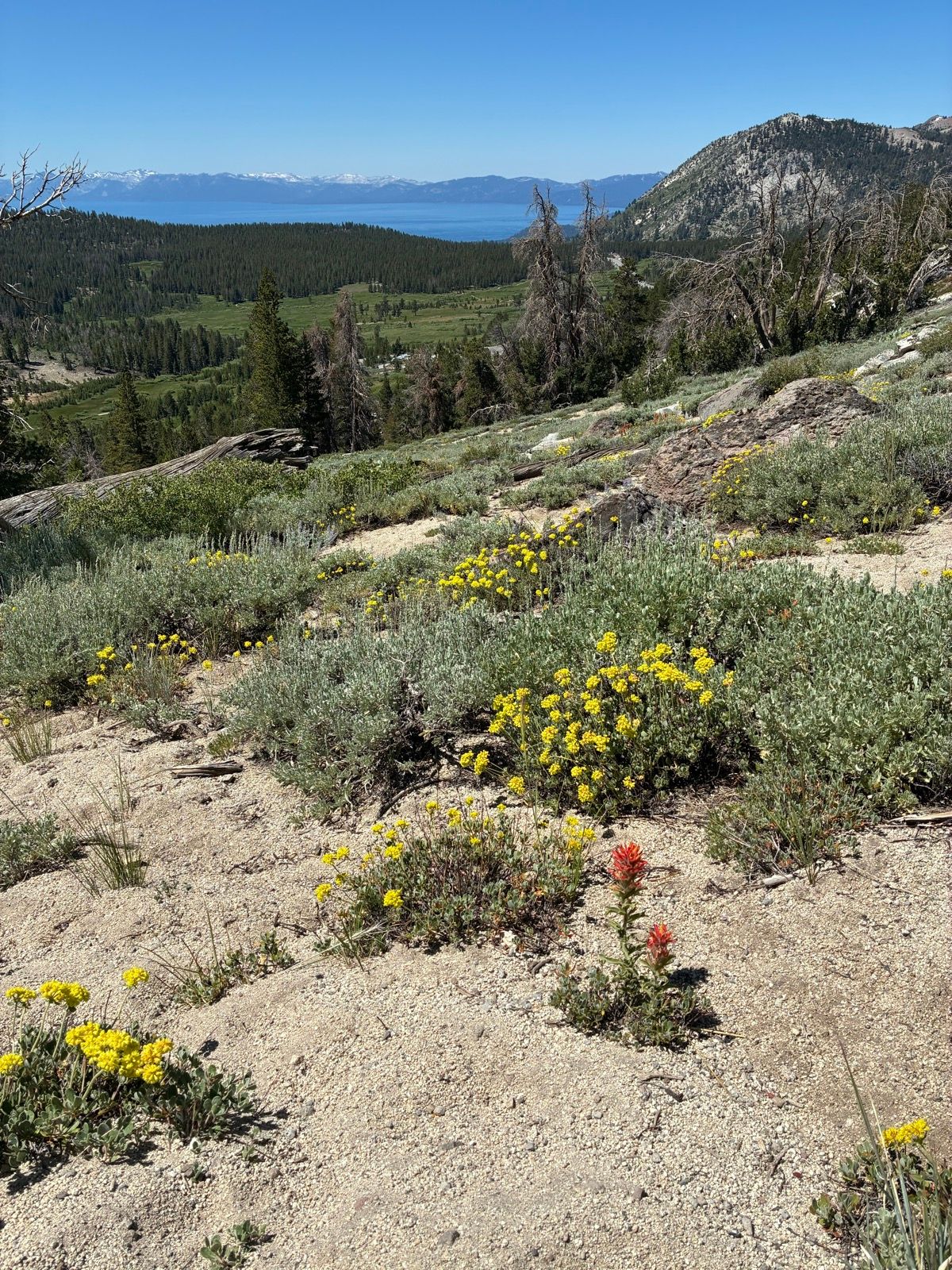 Mount Rose Summit | 9.7 mi Hiking Trail on Strava