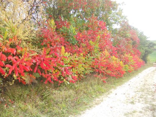 Jolies couleurs d'automne
