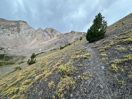 still some flowers at 9800 feet