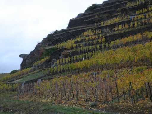 Bunte Kuh mit buntem Laub