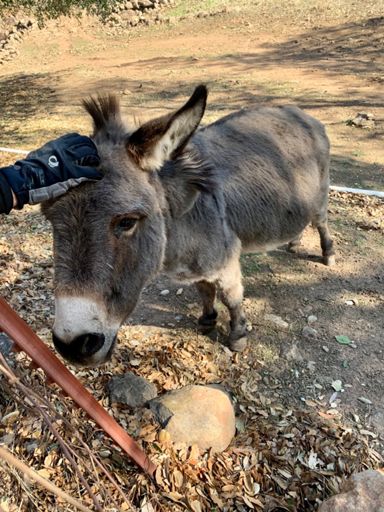 Donkeys up close!!! So ca-ute!!