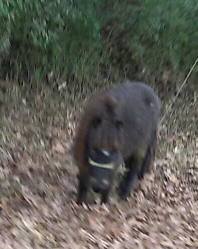 Chased by a really big dog or a donkey or something.