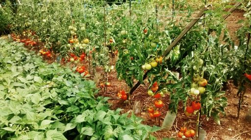 Le jardin de Papa, avec tout plein de belles tomates. Indurain à dit : "Si j'avais compris plus tôt la futilité du vélo, j'aurais fait un truc plus utile, comme celui de retourner la terre"