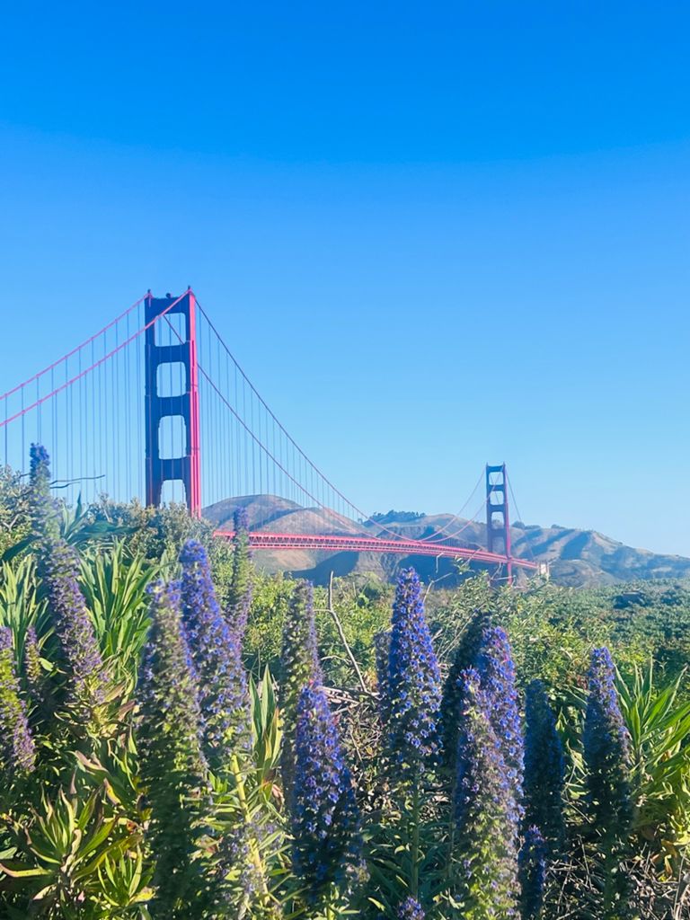 Butterlap (Presidio & Golden Gate Park) photo 33