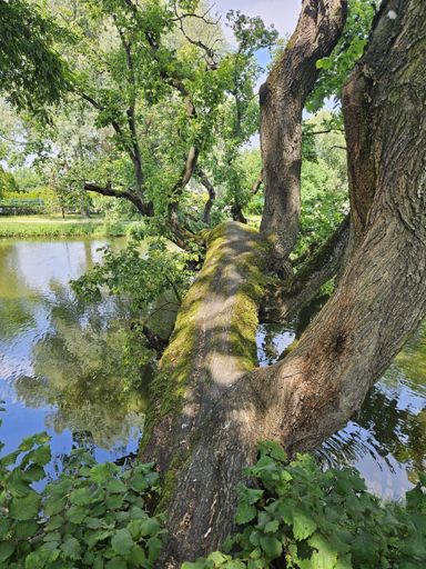 "Krzywe Drzewo" Drzewem Roku 2025