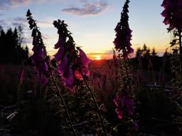 Lamproy, Grand Rougimont, Grand retour