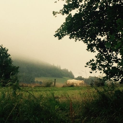 Kuh vor hohem Dörnberg
