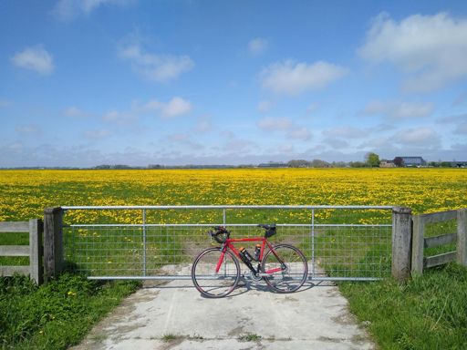 Boterbloemen bij Rottum