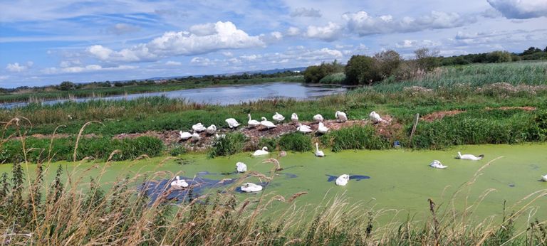 Swans in the Shapwick Nature Reserve