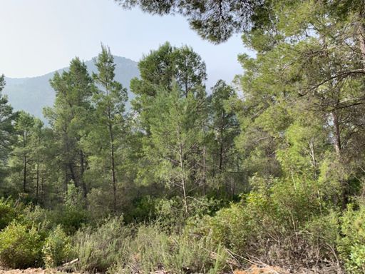 S Espuña desde camino Canal Taibilla