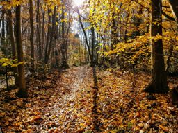 Sortie TRA au Mont Ste Odile