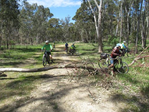 Finding a way around a fallen tree.