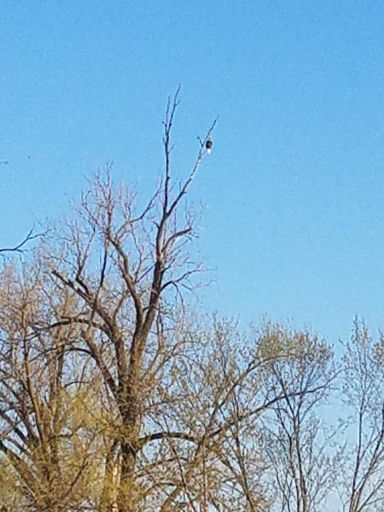 Bald Eagle.  Upper Trout Brook Park.