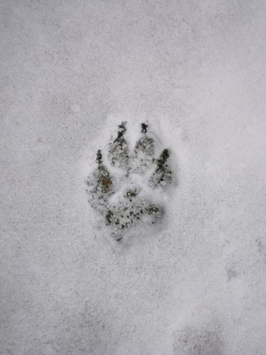 "Das Trittsiegel eines Wolfes ist länglich-oval, länger als breit, die kräftigen Krallenabdrücke sind gerade ausgerichtet und in der Spur deutlich zu erkennen."  Es war wohl nur ein Hund. 
(Quelle: https://wildeswissen.de/2016/11/14/spurensuche-wie-unterscheide-ich-hund-vom-wolf/)