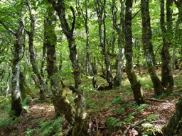 Retournemer au sentier des roches