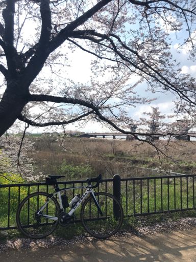福岡堰の🌸お気に入り場所✨🙃🌸逆光ですが…📸😼