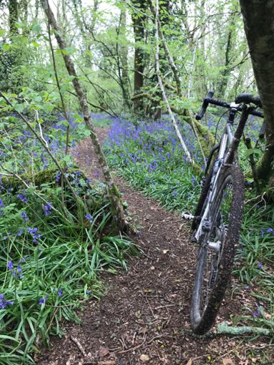 Why do they call them bluebells?