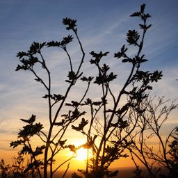 sunset grand roug’