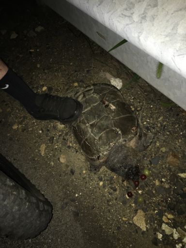 Odd road kill on Philmont Ave.