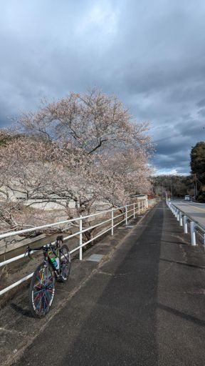 奥殿陣屋は何故か桜が咲いてた。もう春かな？