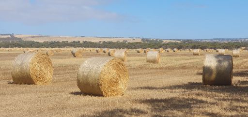 100s of round bales