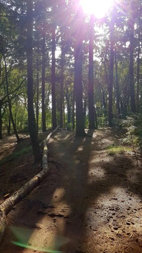 Klein klimmetje op de Vrachelse Heide