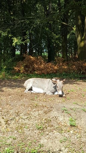 Il mio direttore sportivo!!!