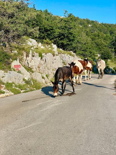 Koně na vozovce! Chodí si tam, jak se jim zamane. A koukám, že jsem zrovna v 1000 výškovejch. Takže už za půlkou!