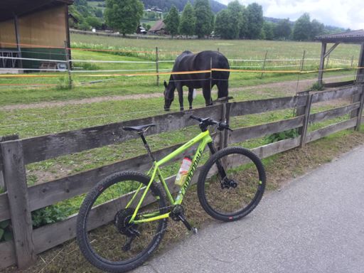 Cavalli di razza😆