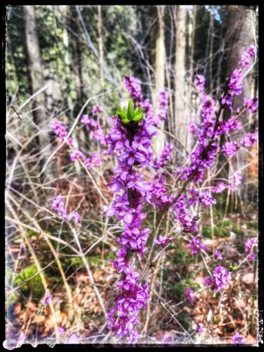 Echter Seidelbasts der jetzt um diese Jahreszeit blüht