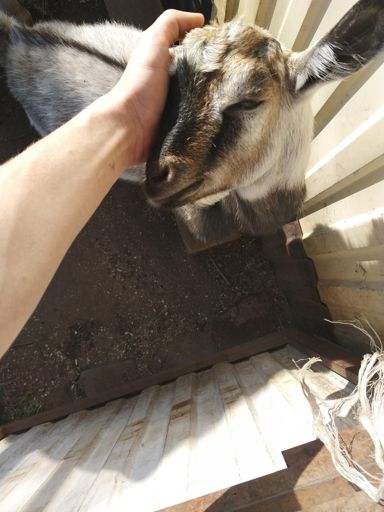 Рожки чешутся)))