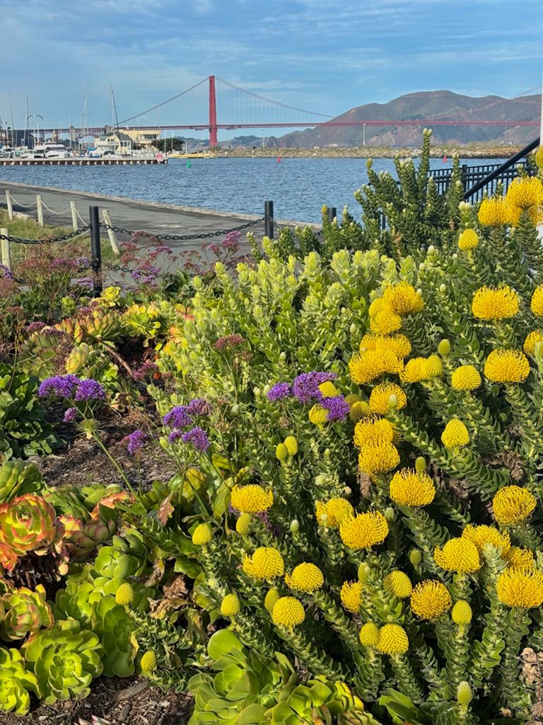 Butterlap (Presidio & Golden Gate Park) photo 191