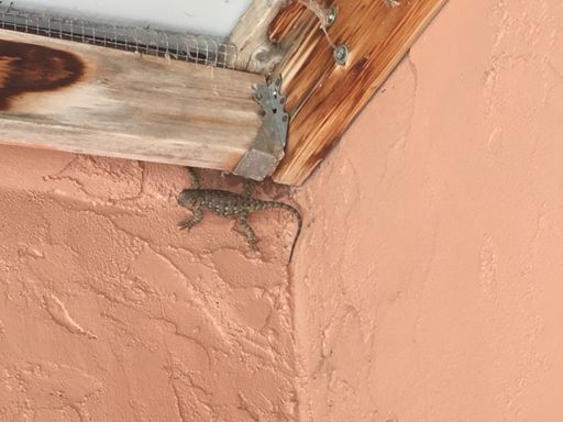 Big lizard at our B&B in Glenwood.