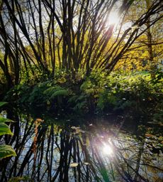 Dans ma prison dorée