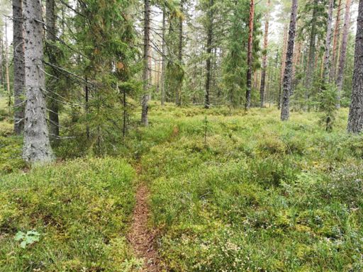 Super single track! Med goda blåbär!