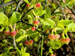Cherpierre Arcades Vohné