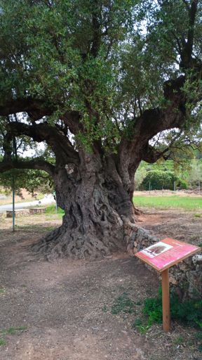 Olivera Morruda 🌳.