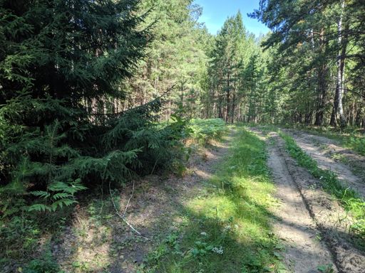 Неожиданно ельник