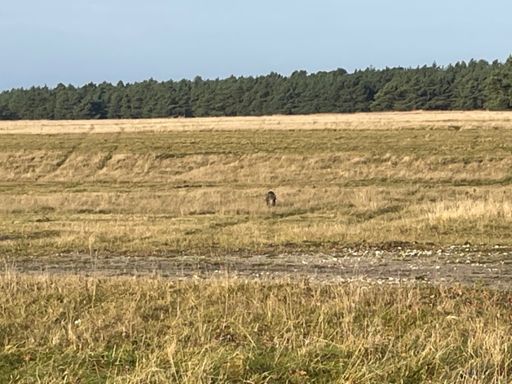 Da kommt der Keiler auf uns zu 😧